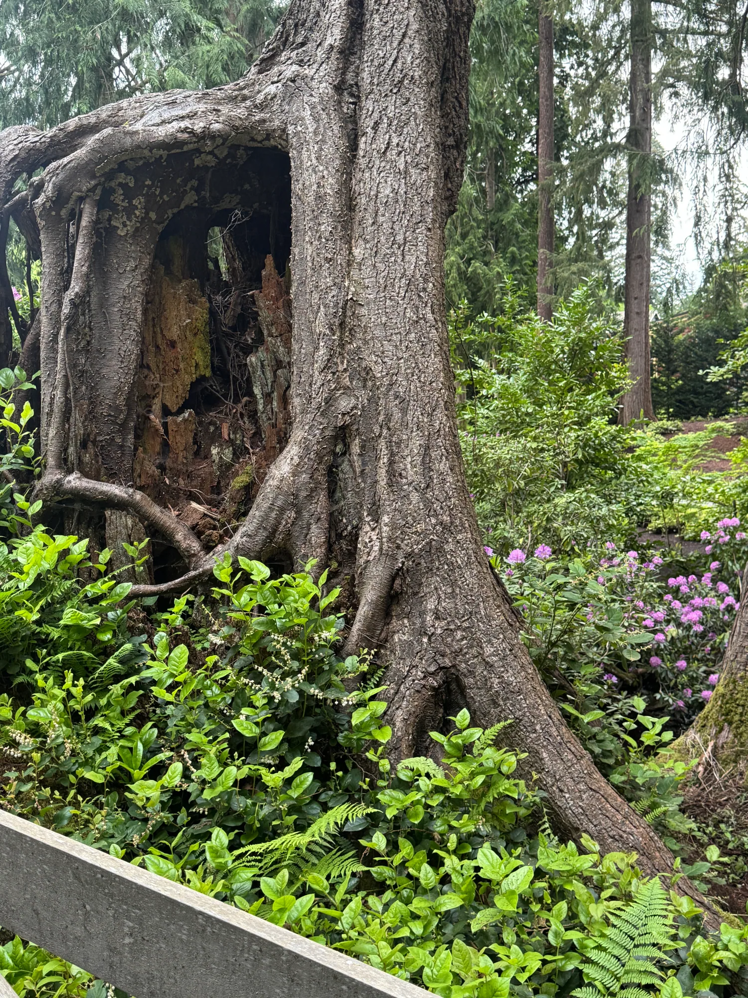 Ancient hollow cedar trunk