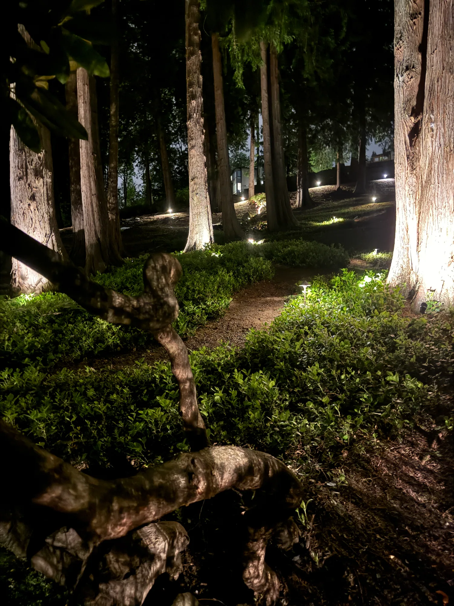 Illuminated cedar grove at night