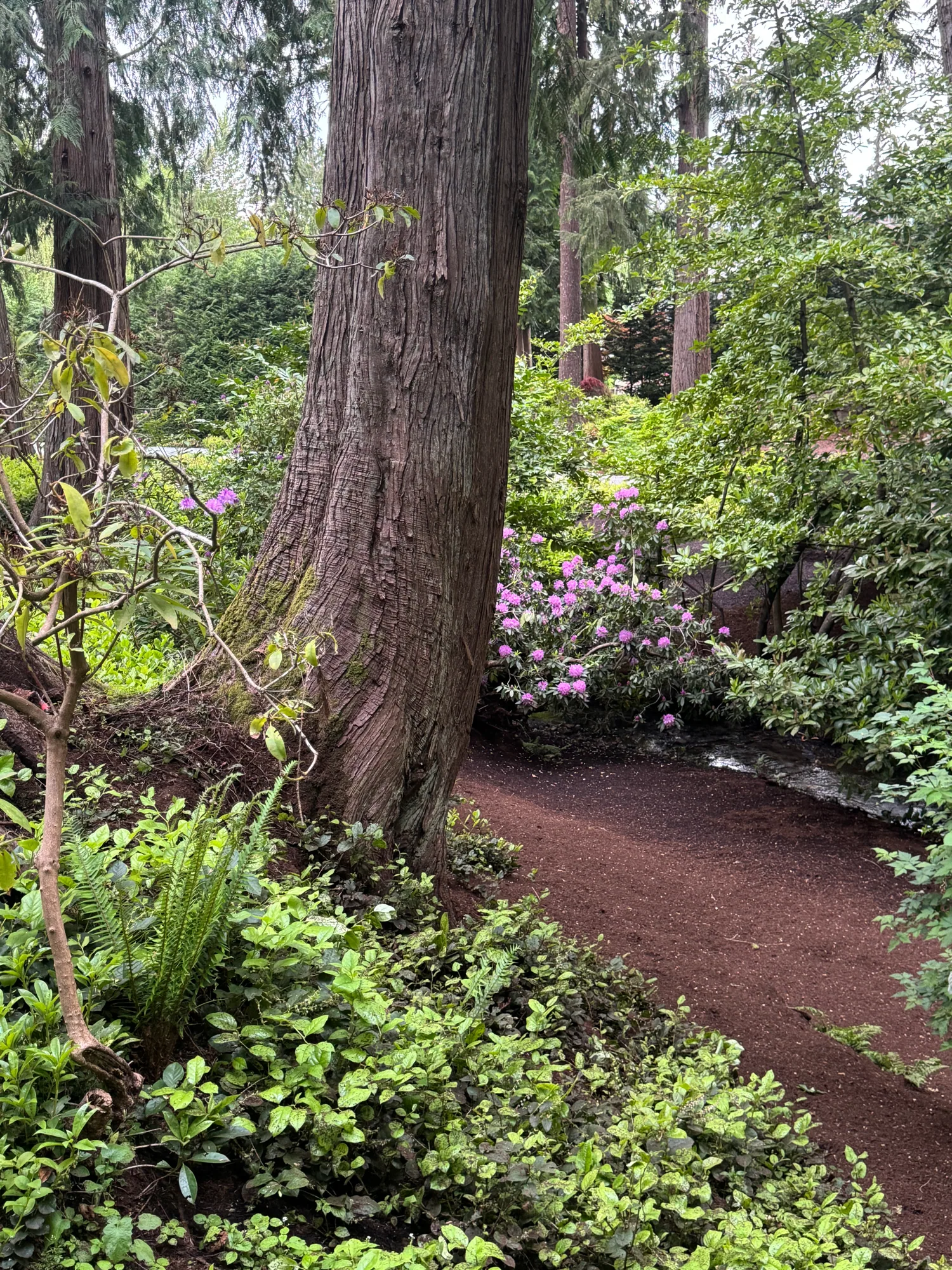 Cedar grove path with rhododendrons