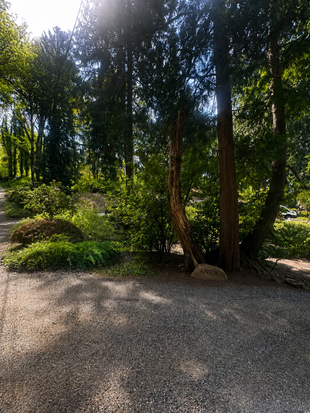 Sunlight through the cedar grove