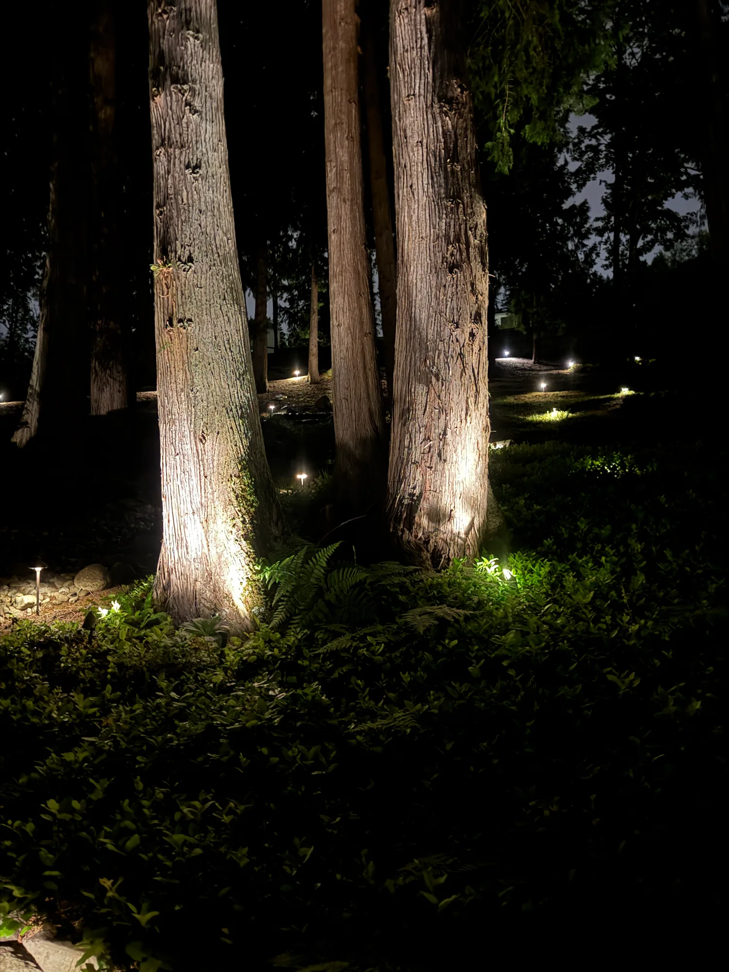 Cedar trunks lit along the path