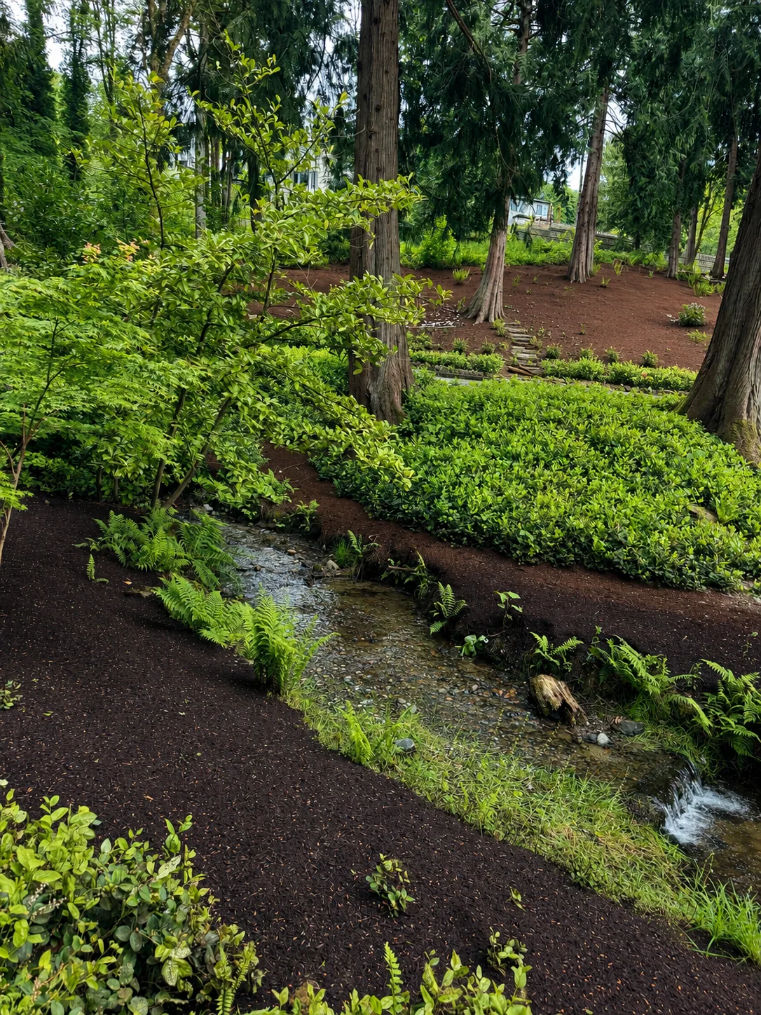 Streamside garden with ferns