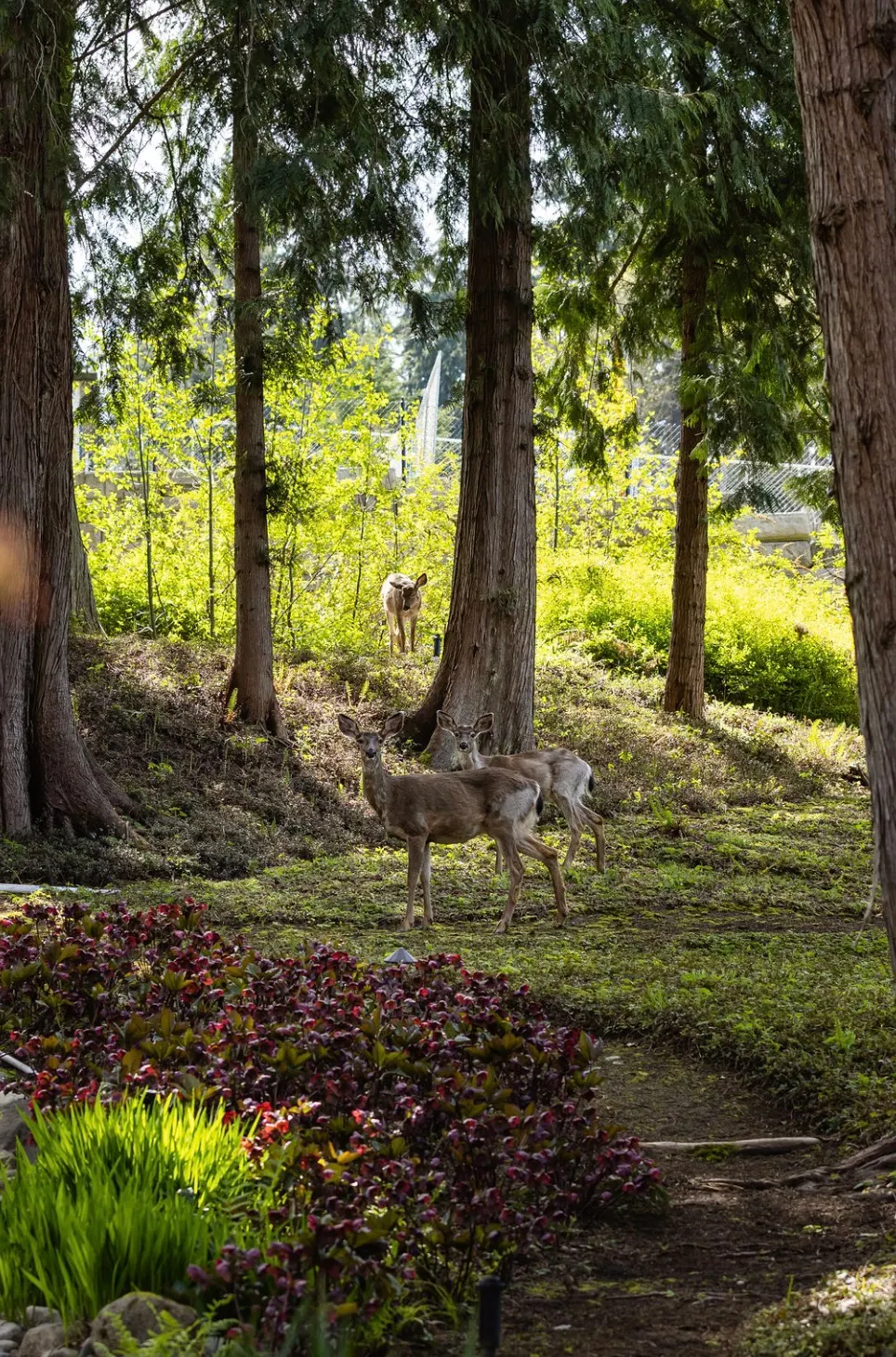 Deer in the garden