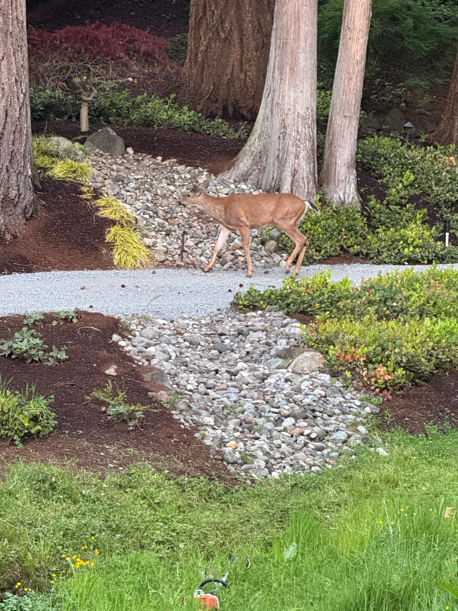 Deer crossing the dry stream bed path