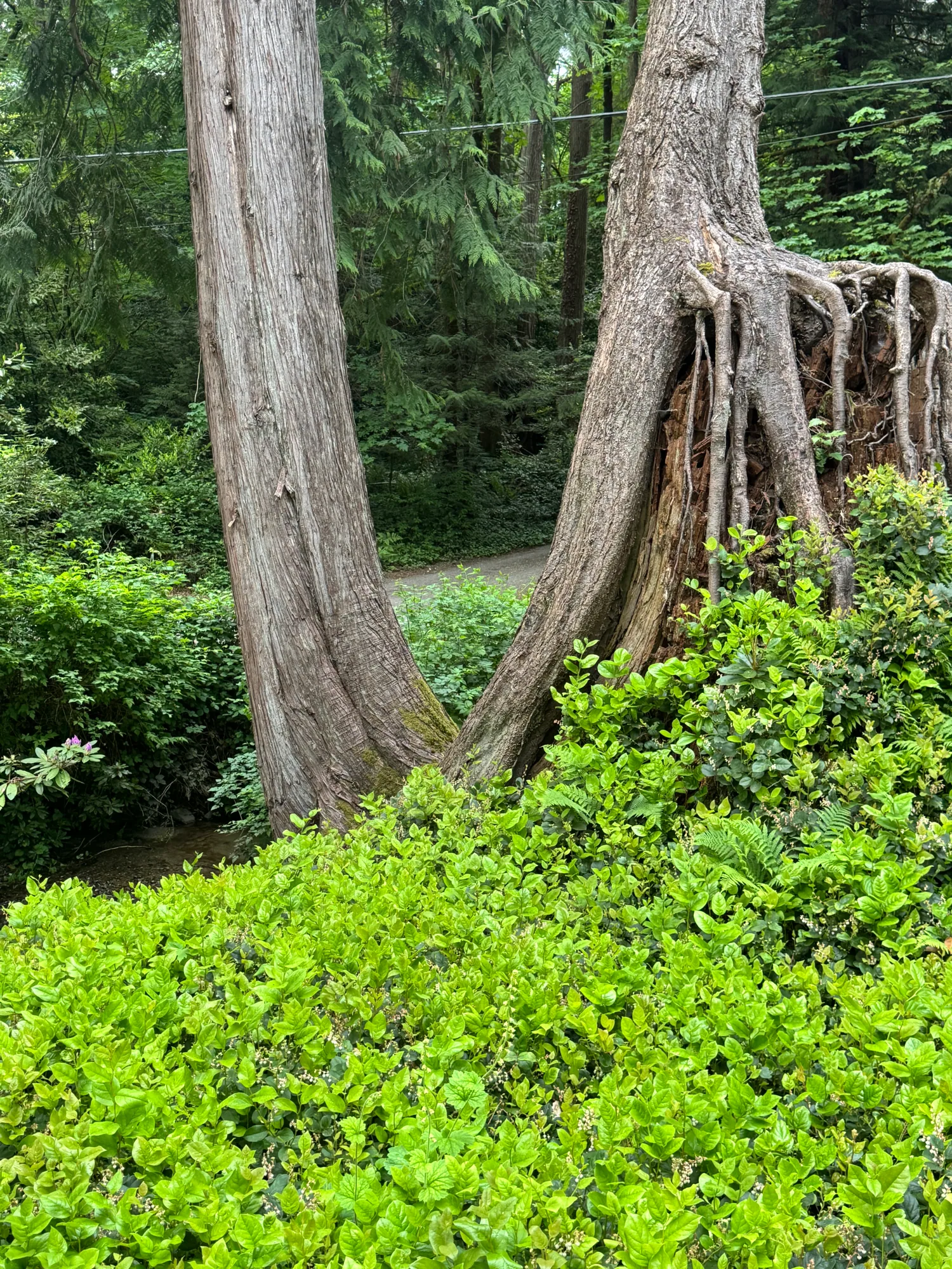 Twisted cedar branches over fern beds