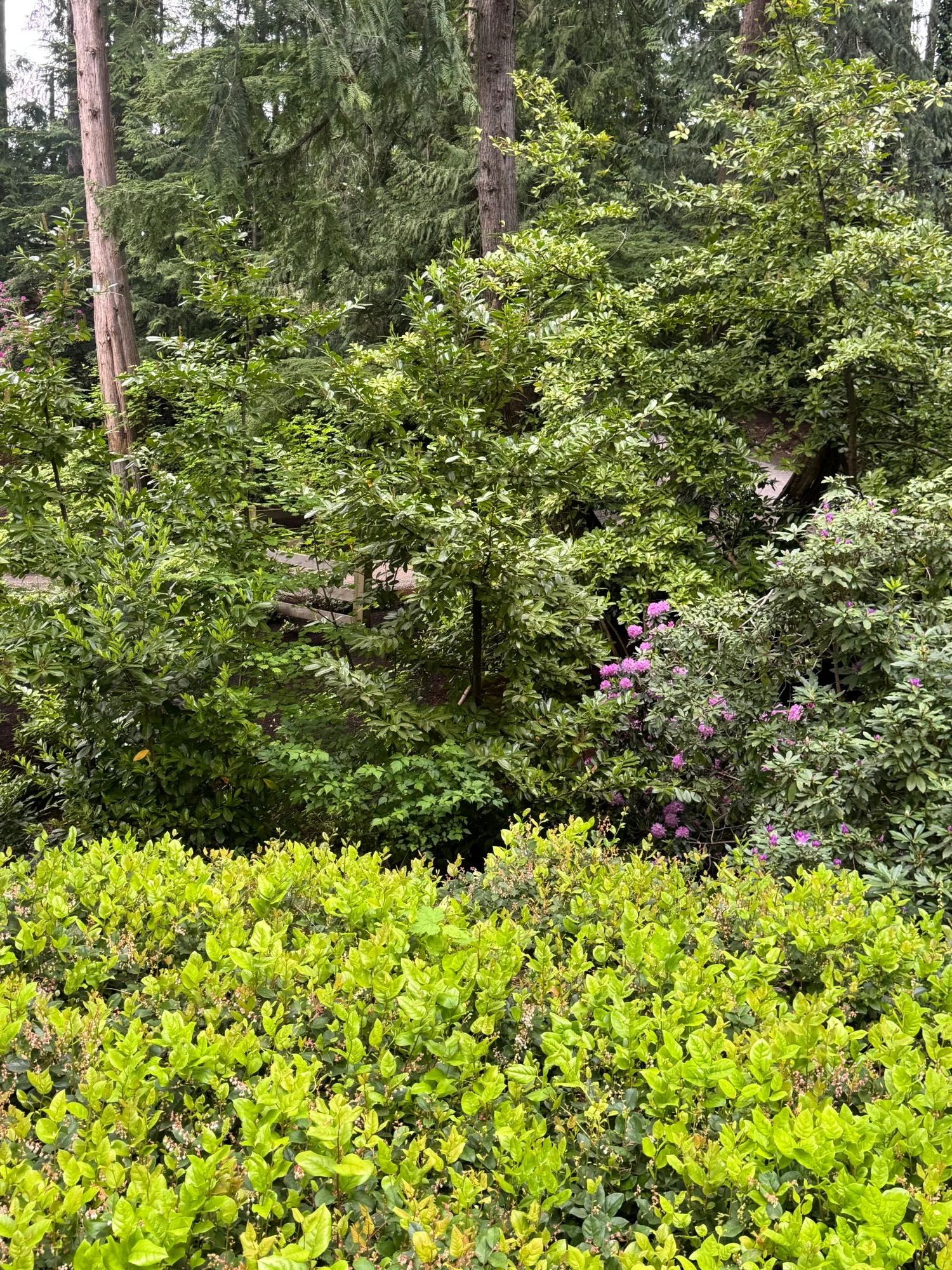 Layered hedges and rhododendron blooms