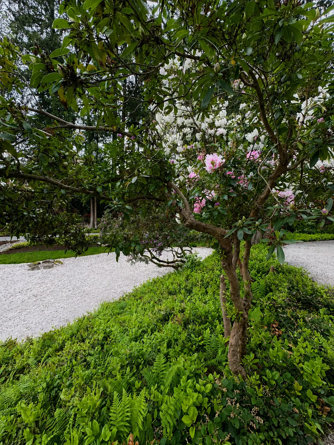 Stone paths through the rhododendron garden