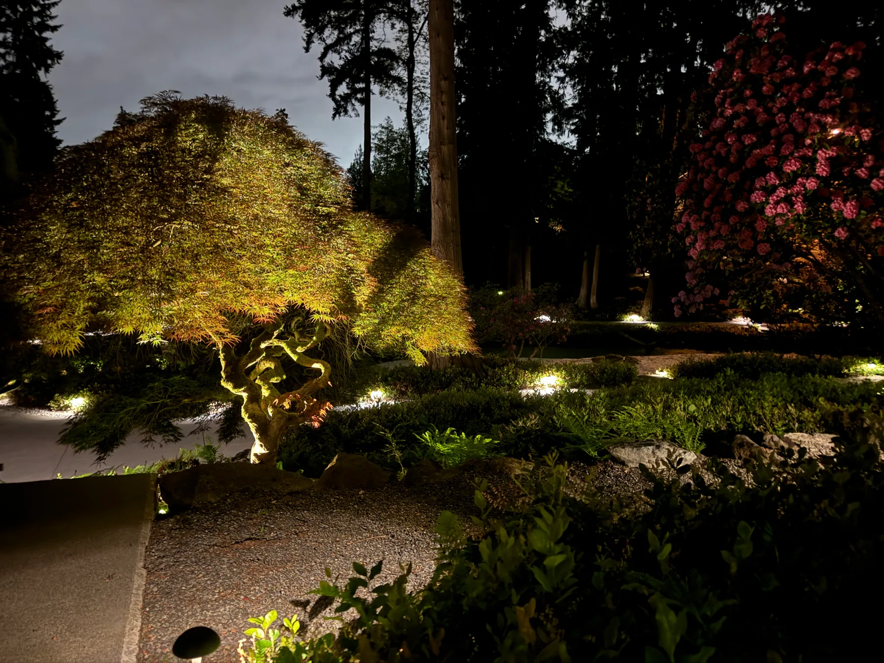 Japanese maple uplit at twilight