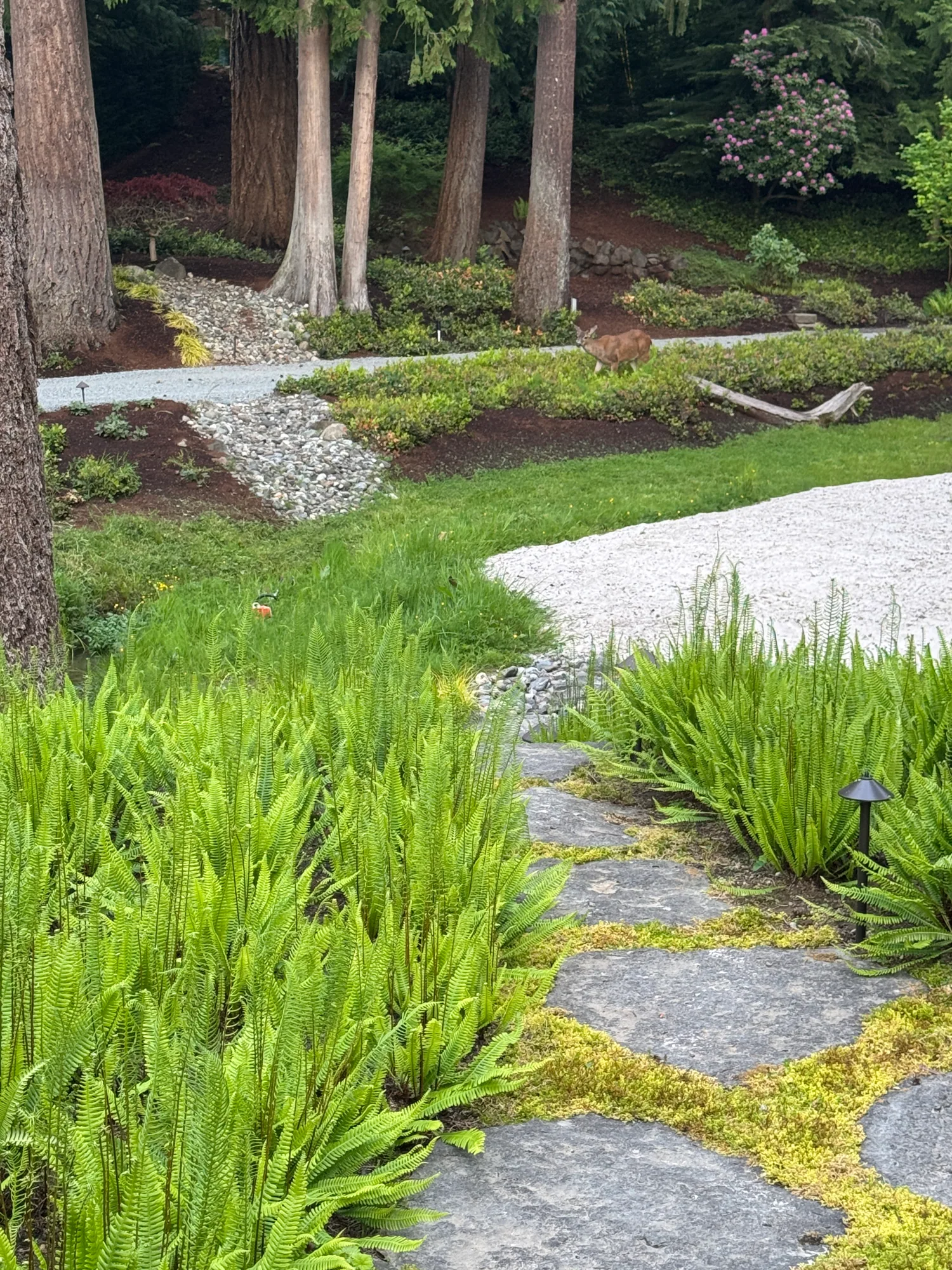 Mossy stone path through fern beds