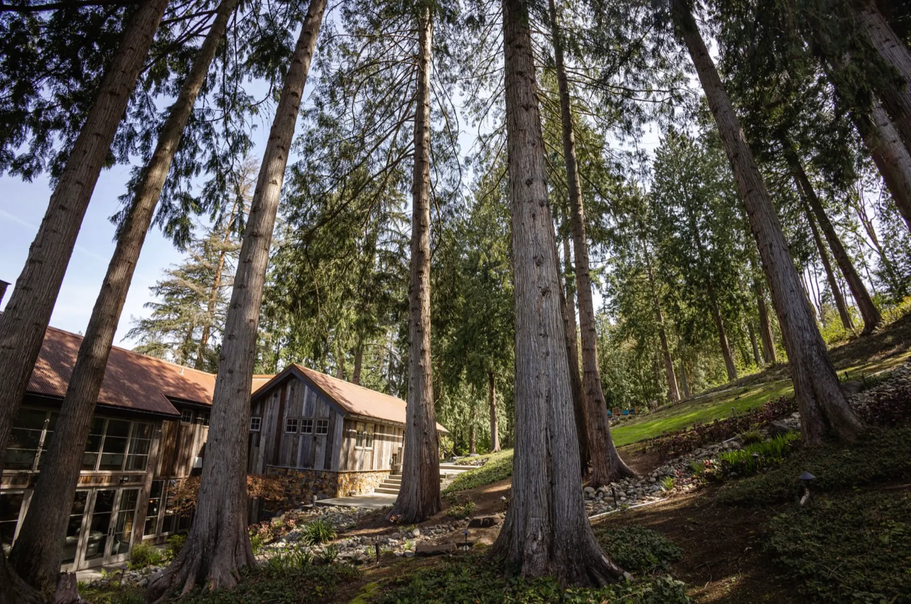 Ancient cedars